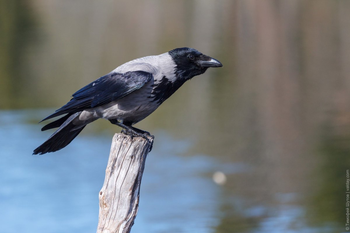 Серая ворона умная