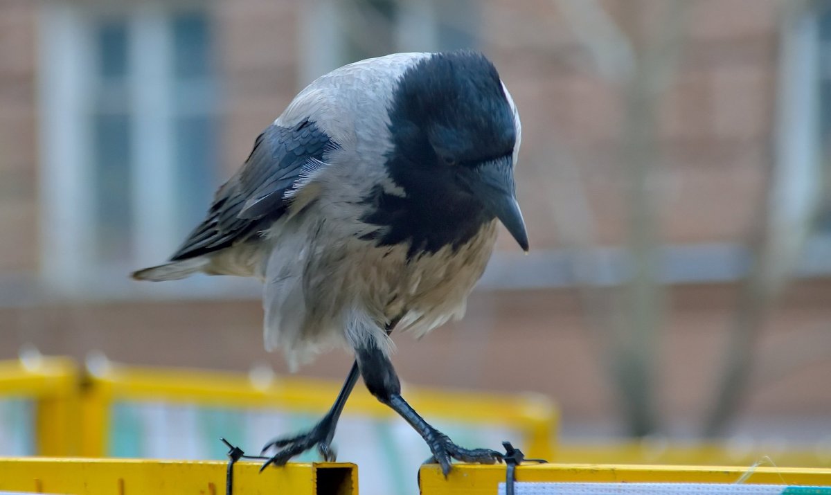 Смешной ворон