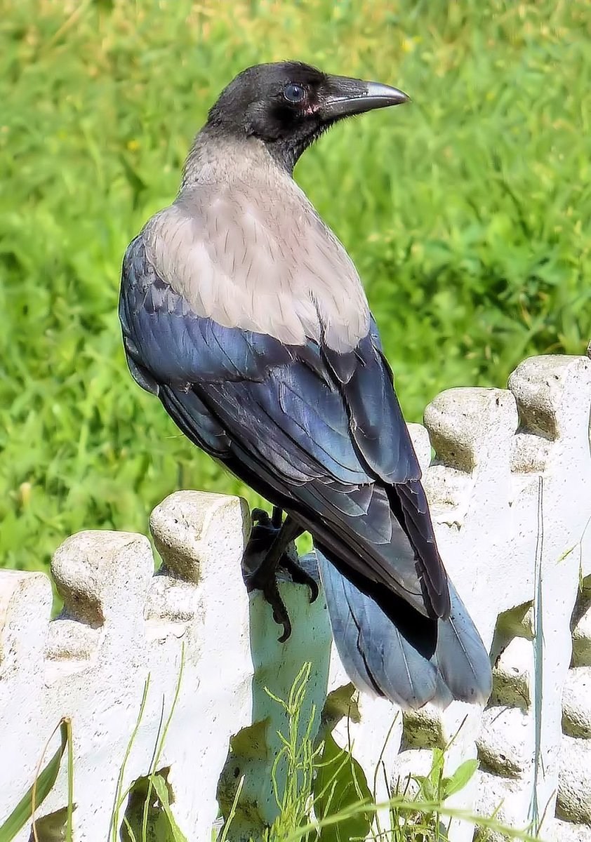 Серая ворона птица