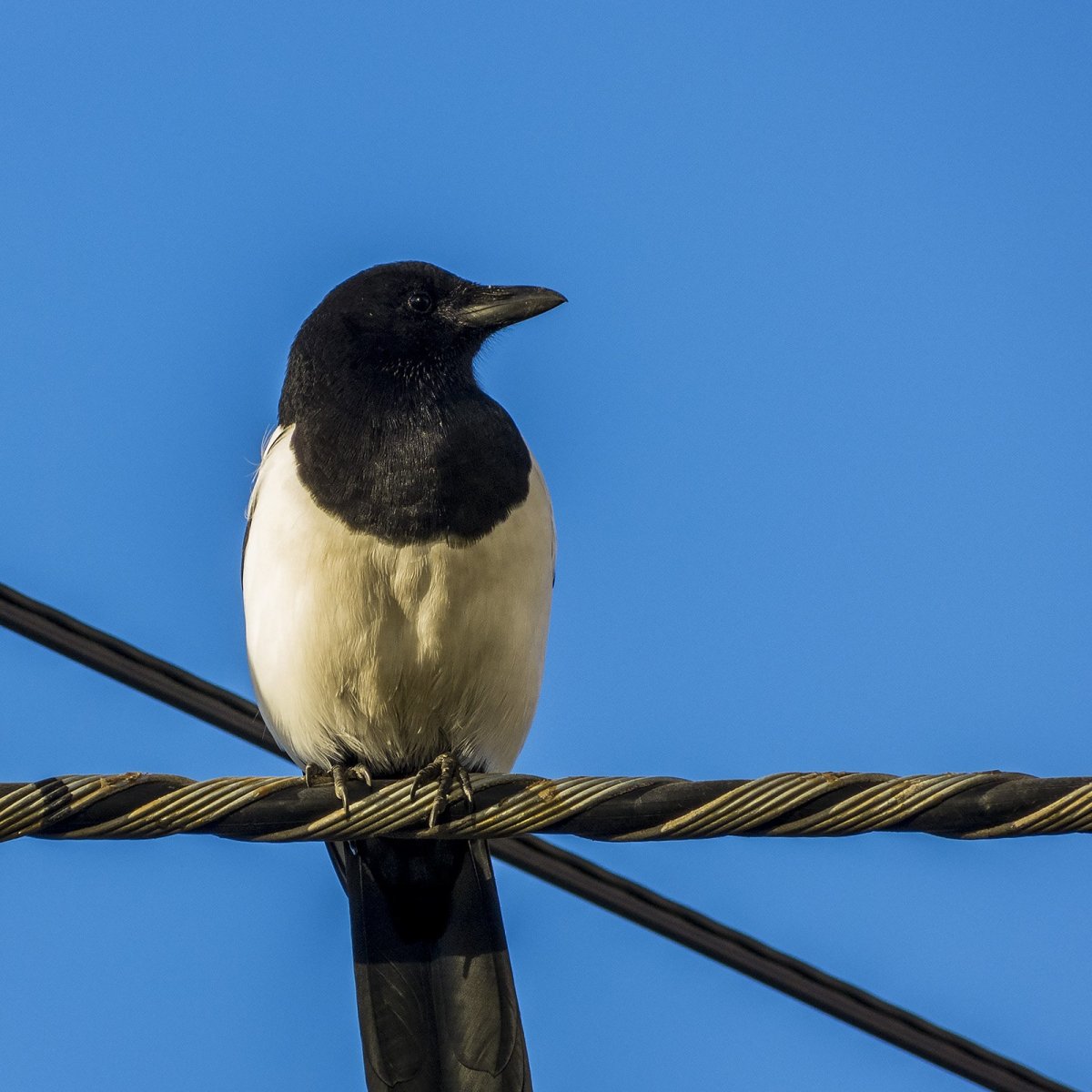 Сорока на проводе