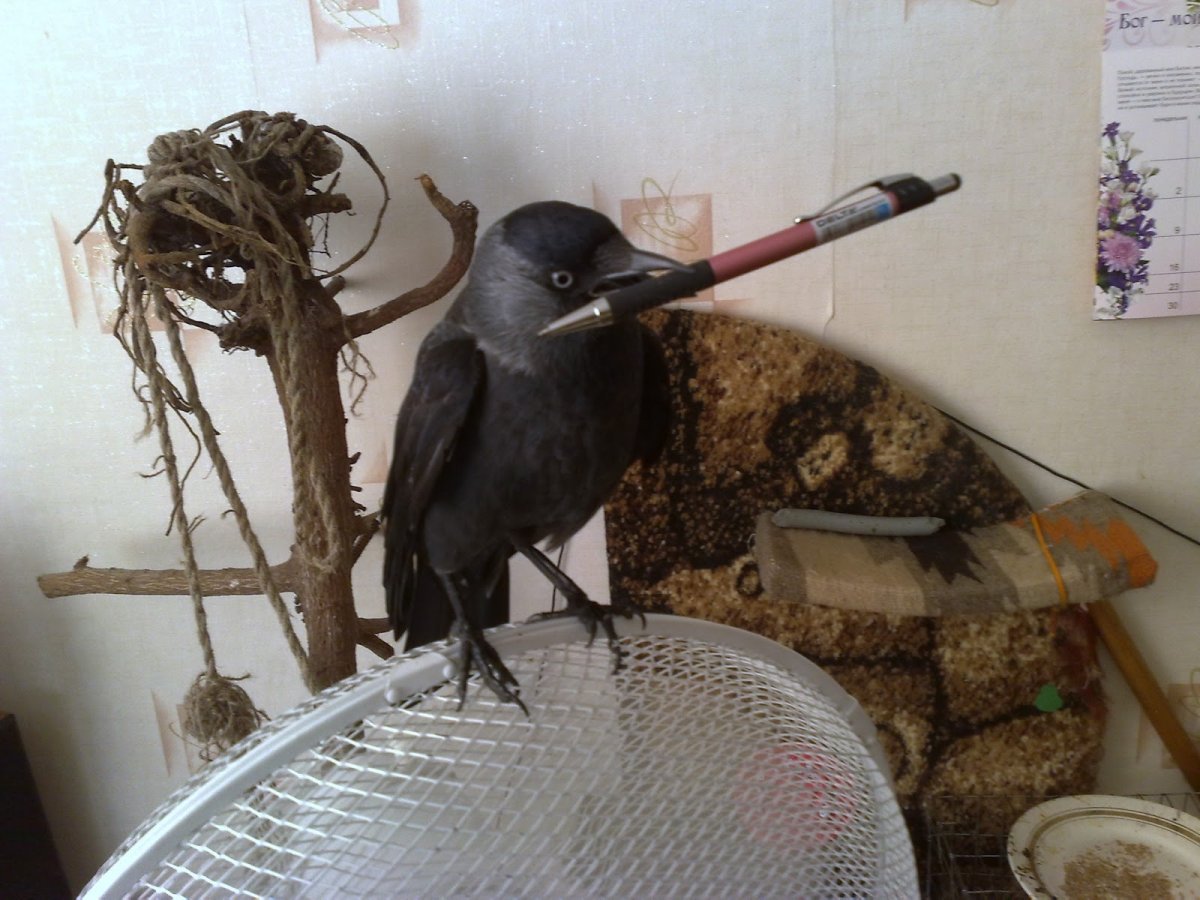 Ворона украла