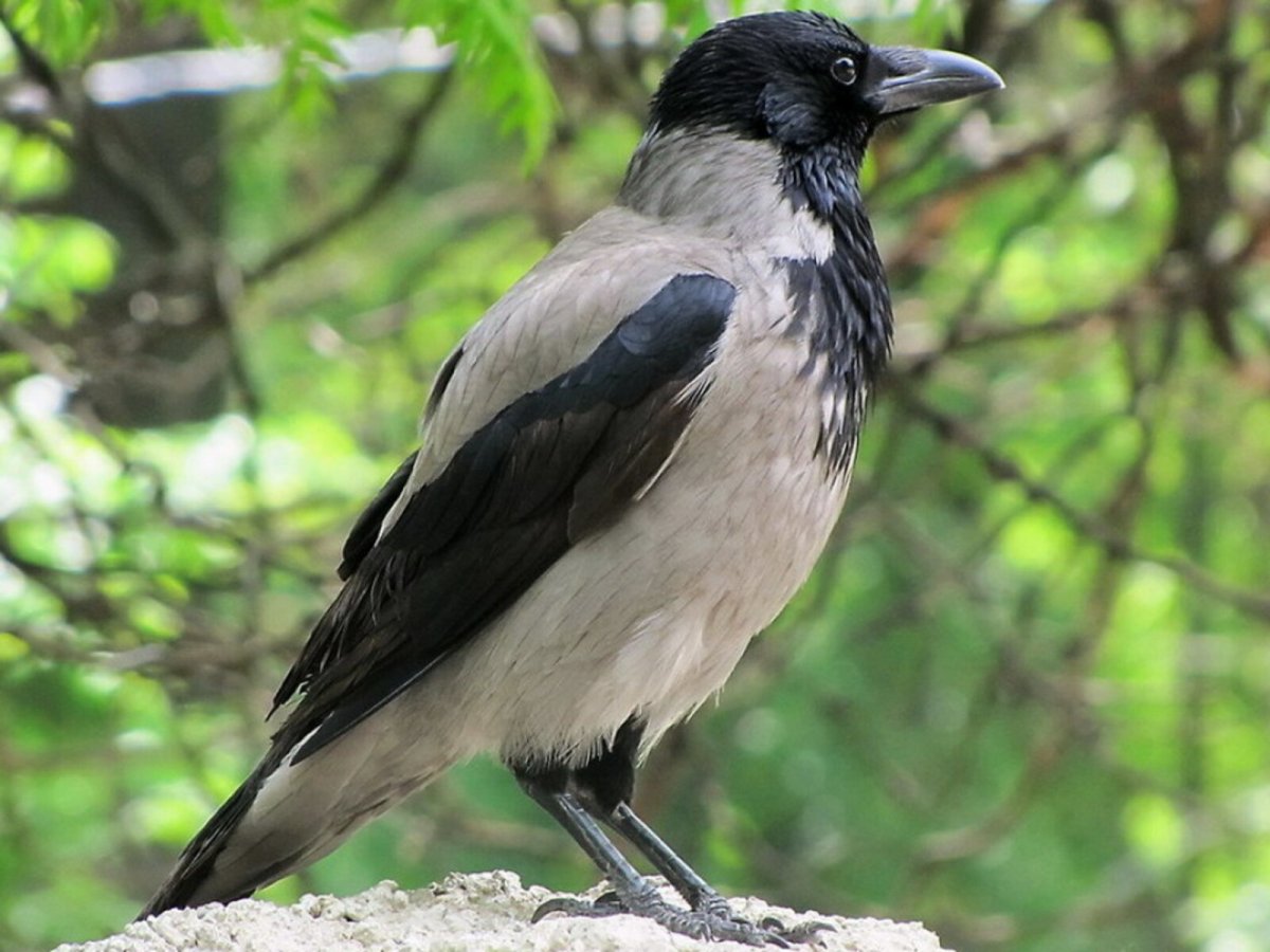 Серая ворона меланист