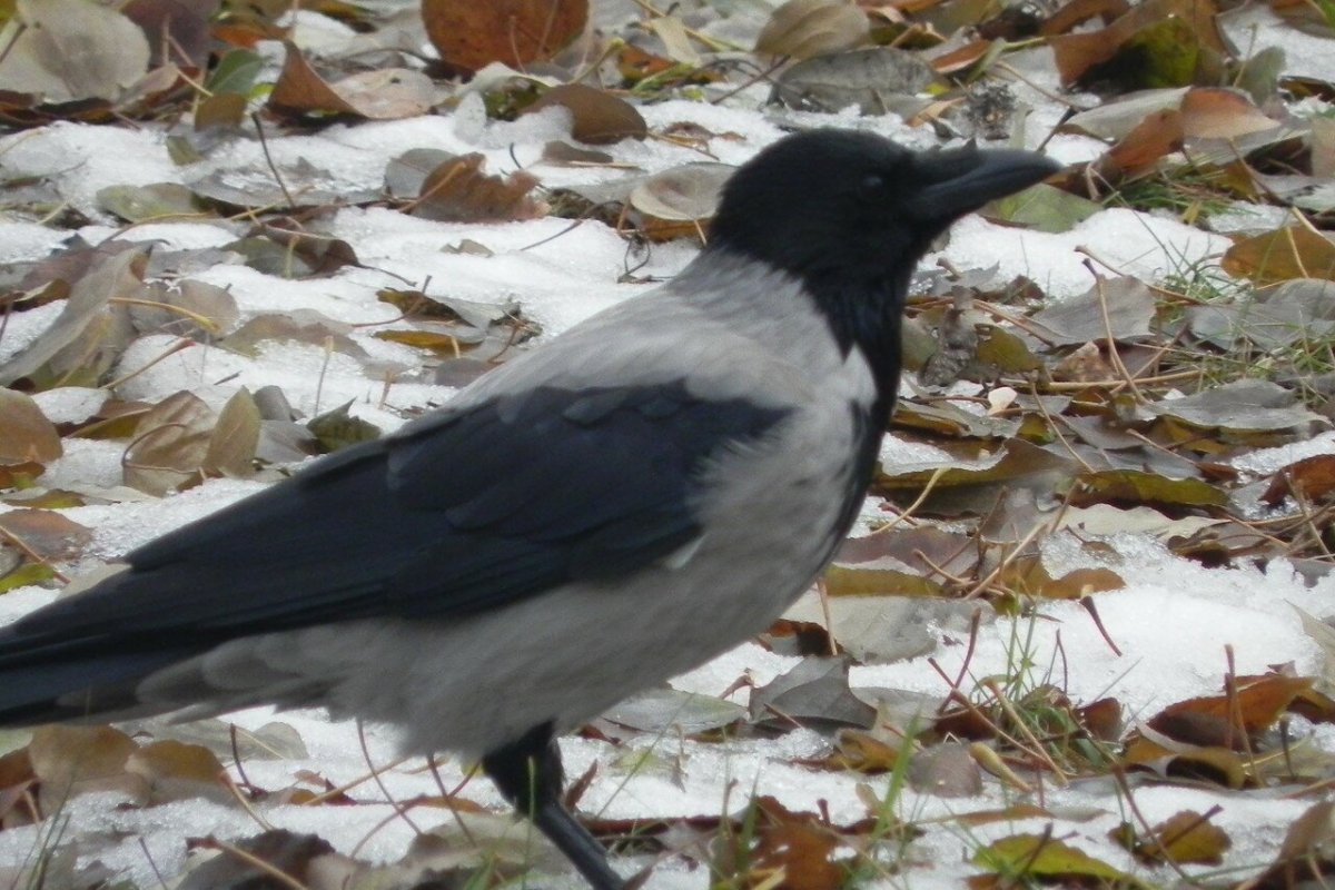 Птица похожая на сороку и ворону