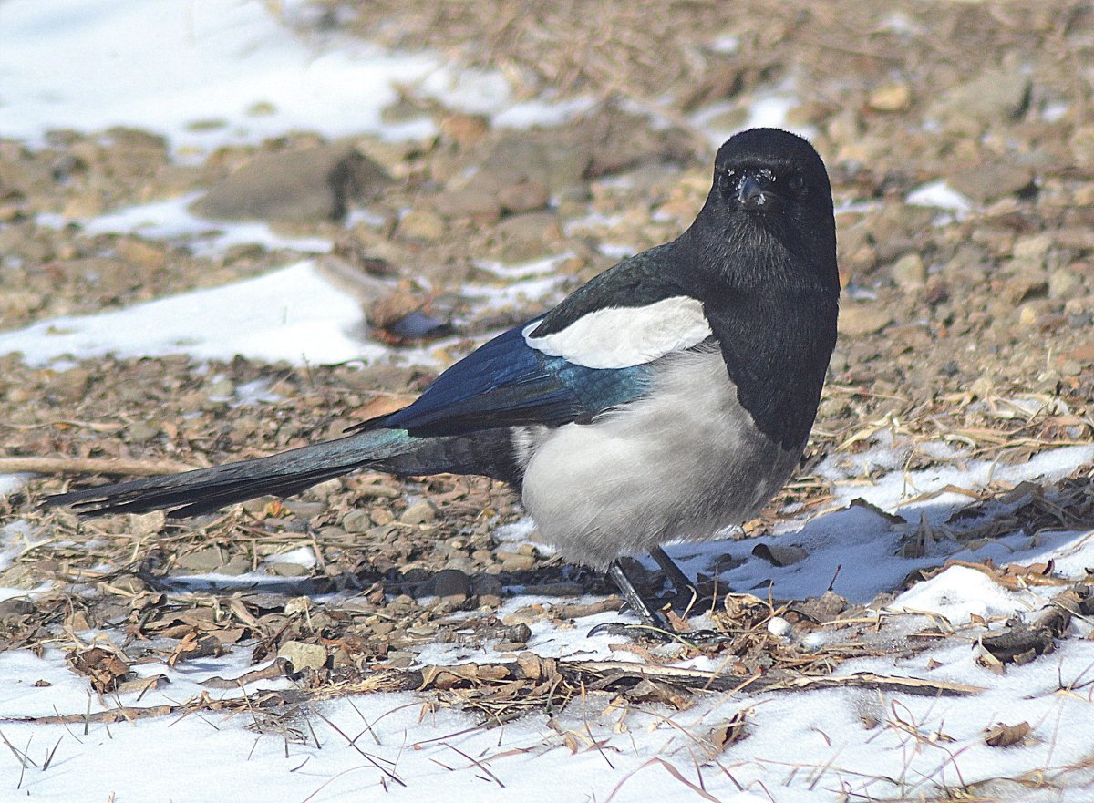Зимующие птицы сорока