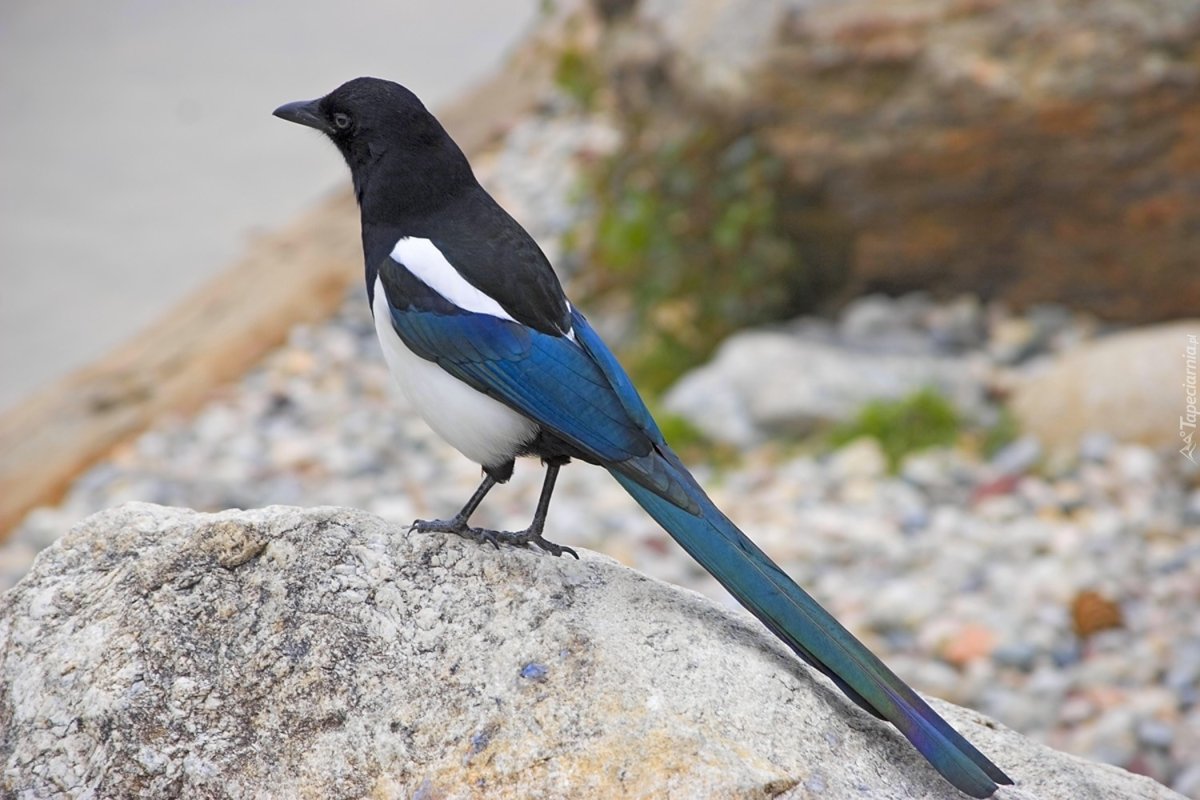 Сорока обыкновенная