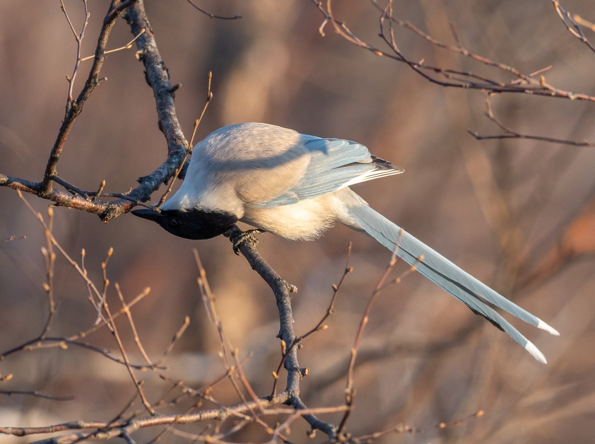 Голубая сорока в Забайкалье фото