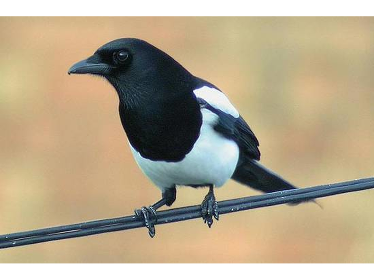 Клюв сороки