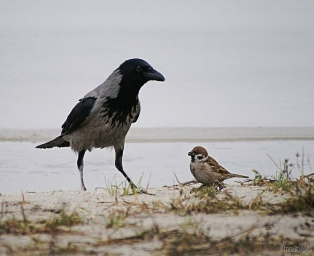 Воробьи и вороны