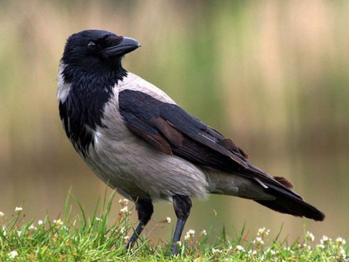 Серая ворона птица
