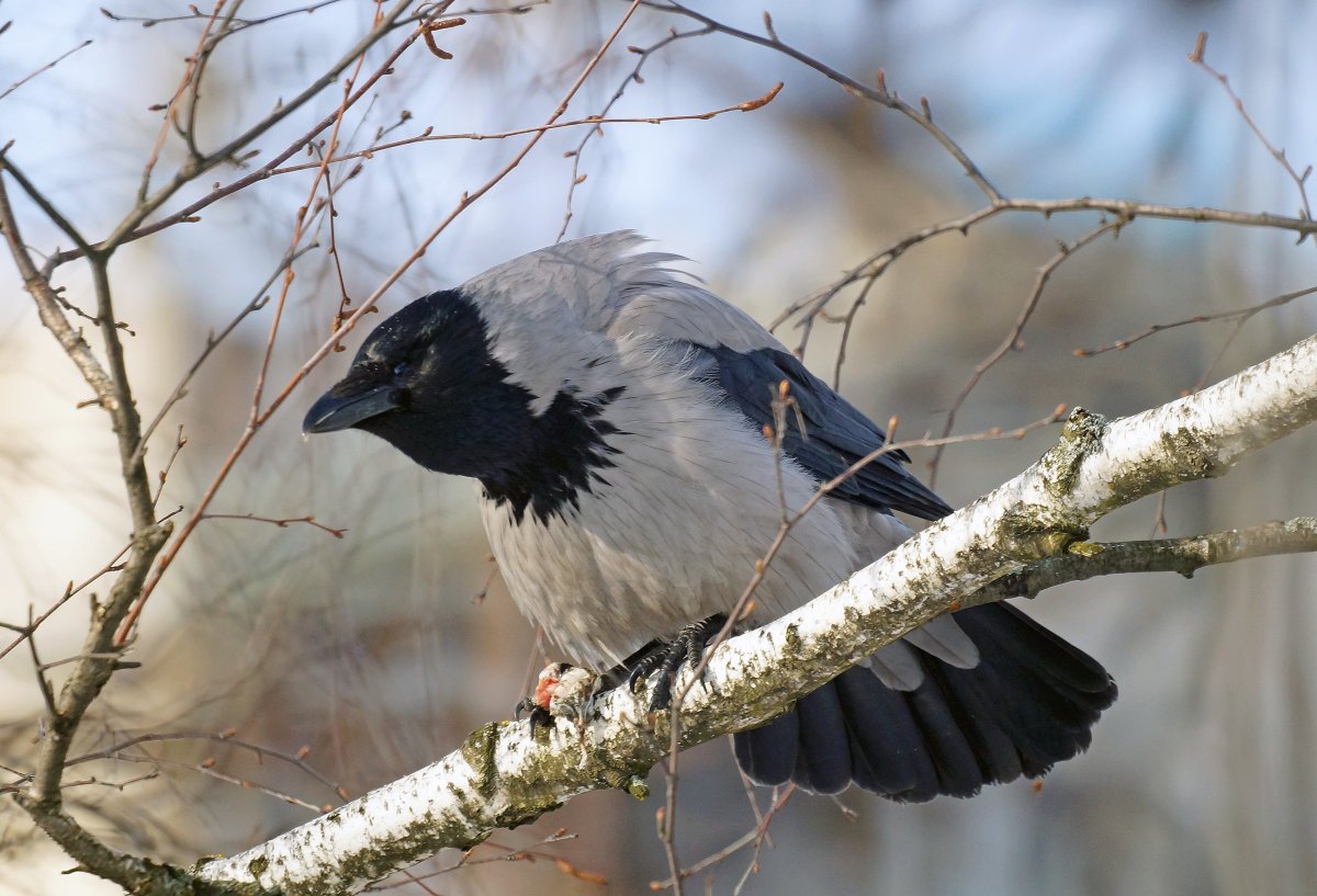 Серая ворона зимой