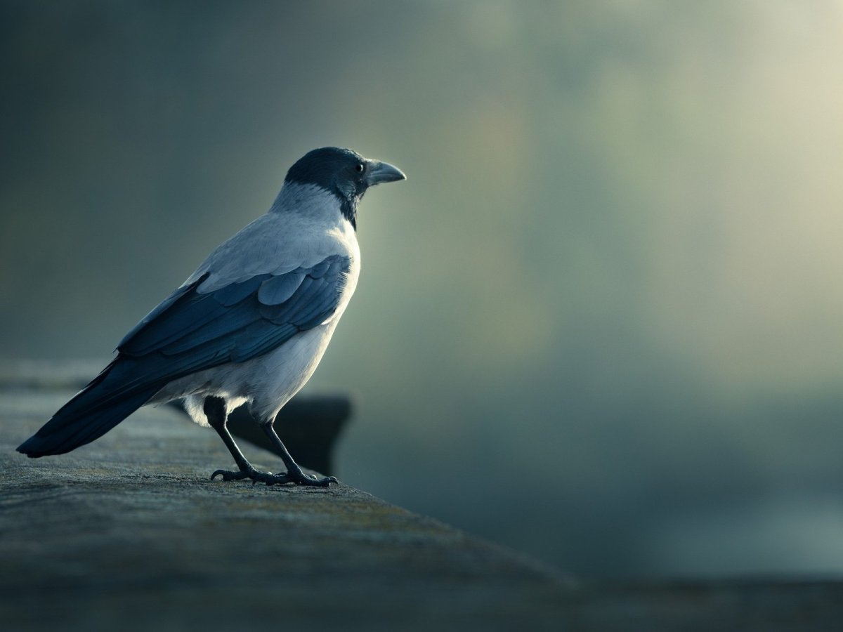 Обои на рабочий стол ворон