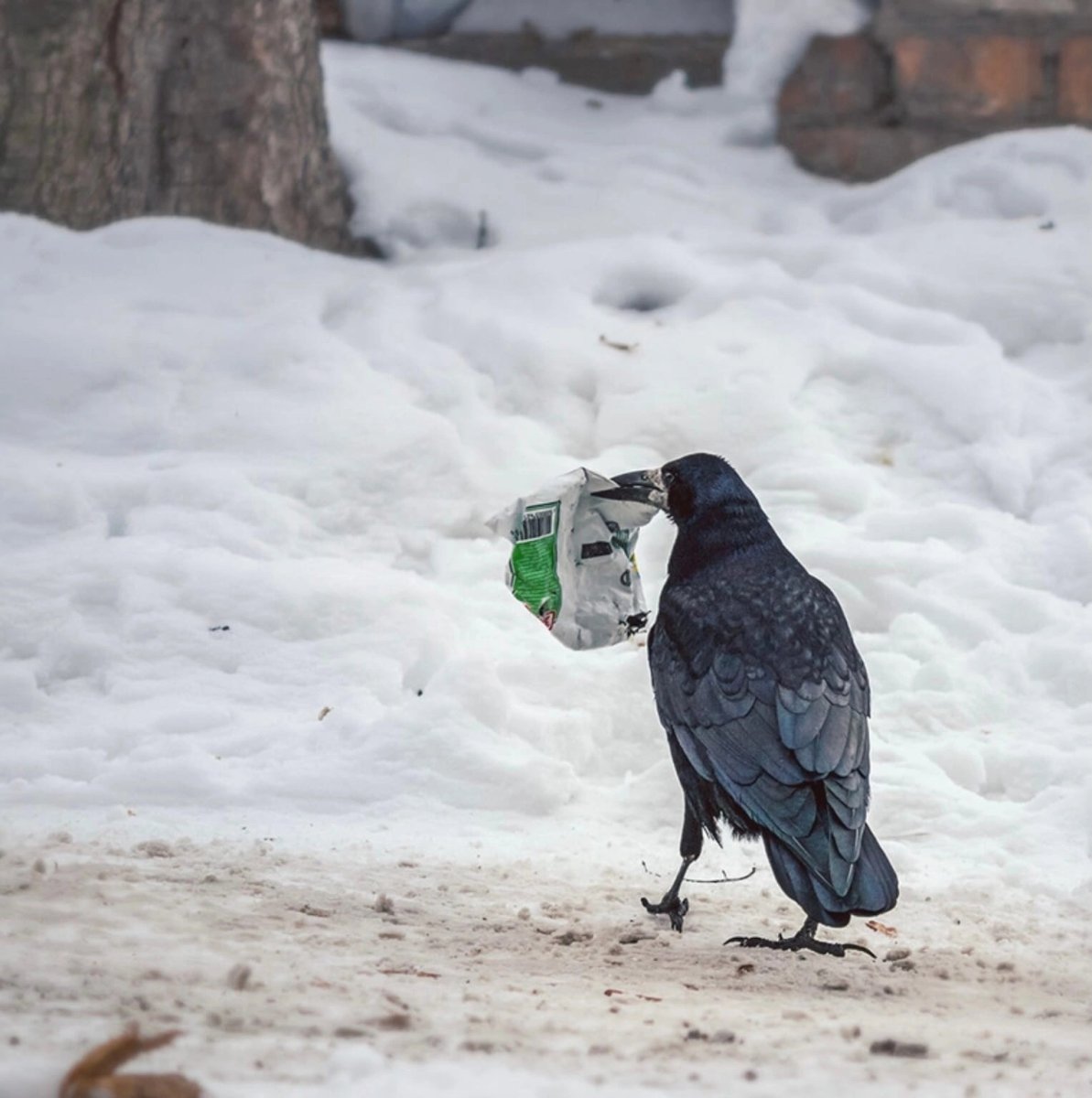 Ворон зимой