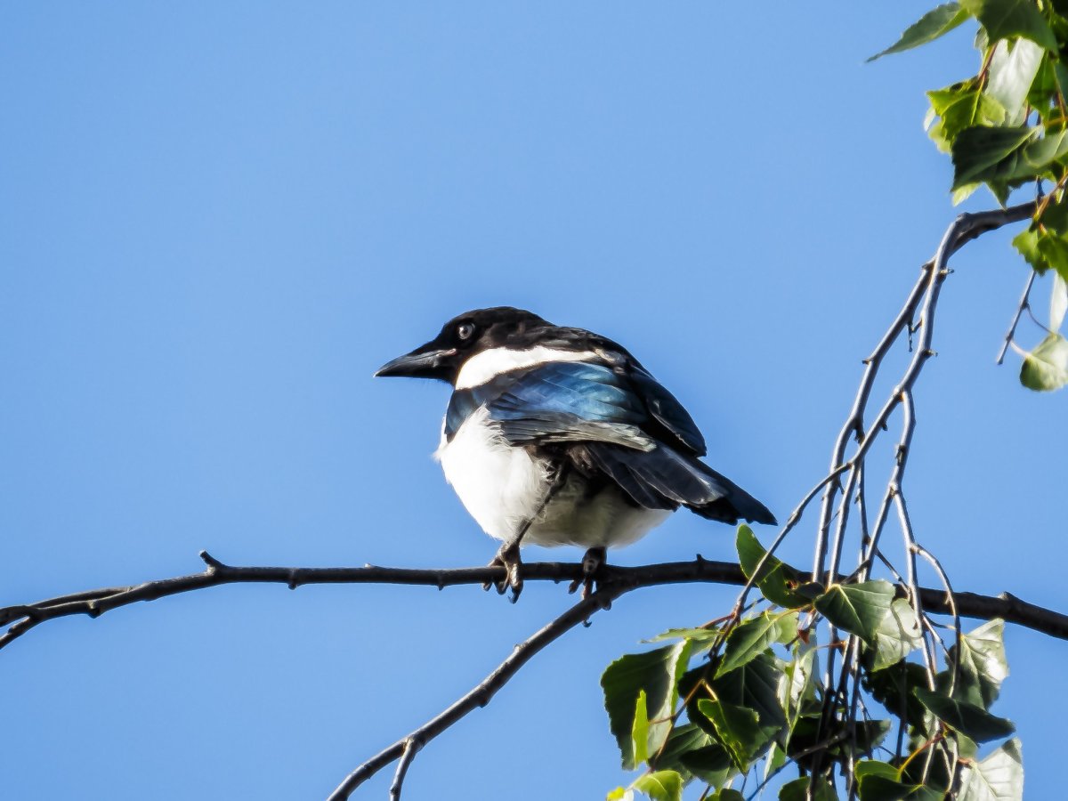 Молодые сороки