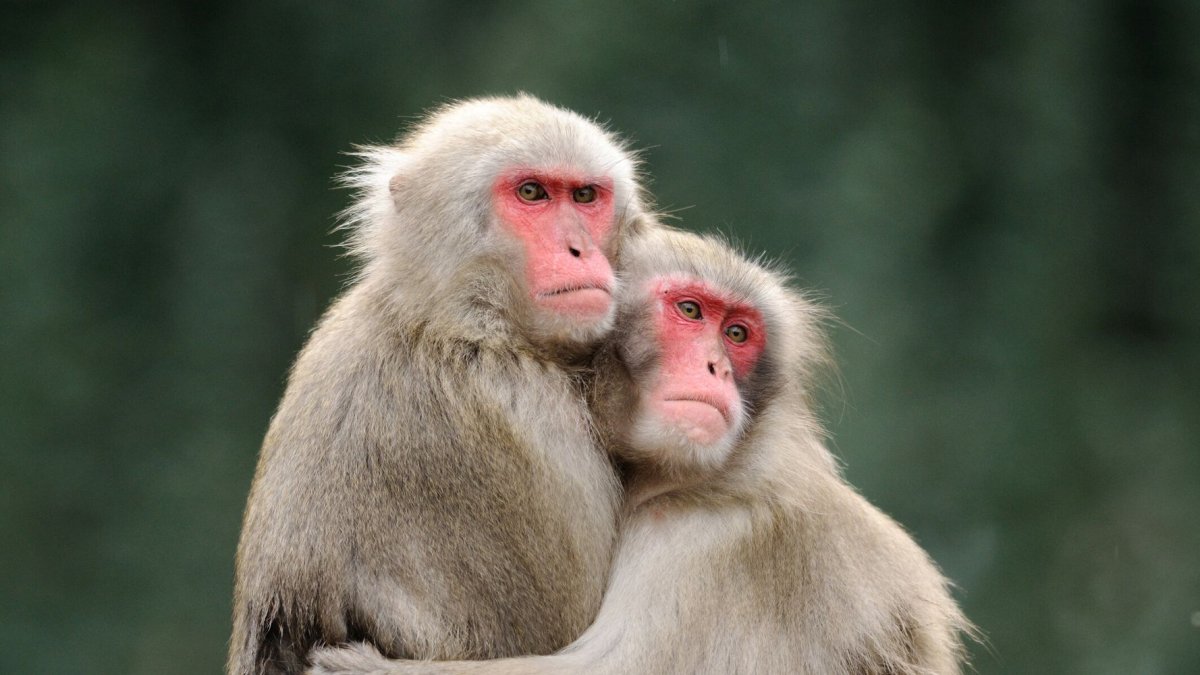 Обезьяны обнимаются