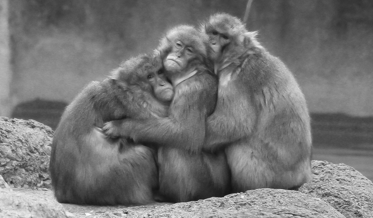 Три обезьяны обнимаются