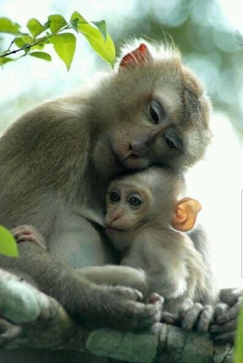 Мамы и дети животные