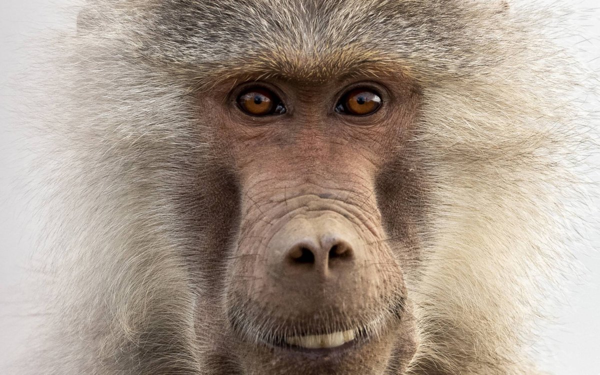 Фото животных смешные профессиональные