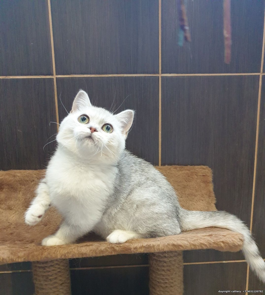 Манчкин шиншилла