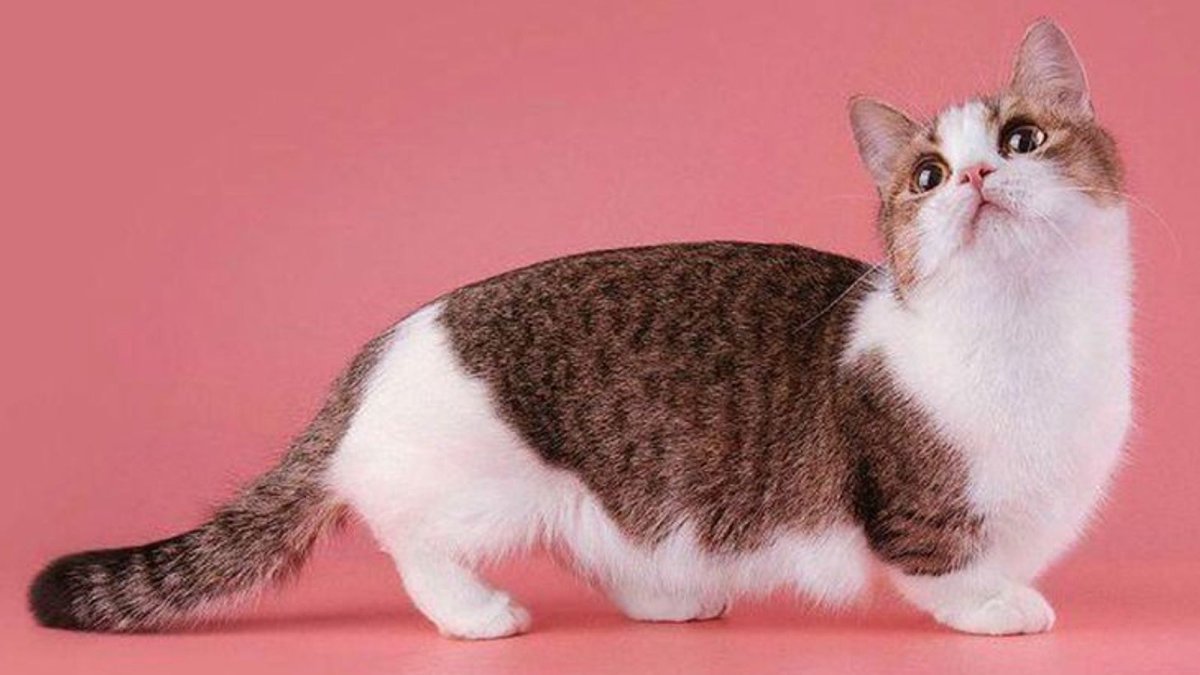 Манчкин (порода кошек)