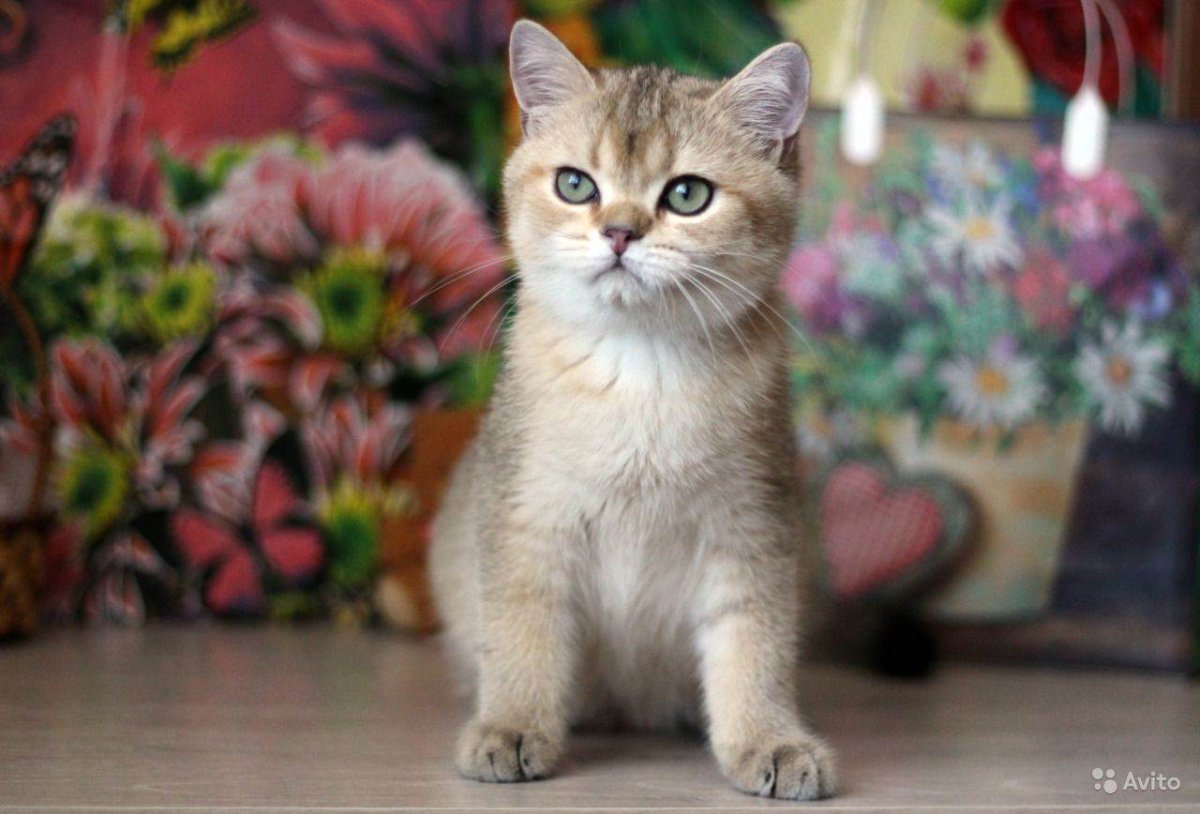 Британская кошка Золотая шиншилла фото котенка от 1 до 12 месяцев