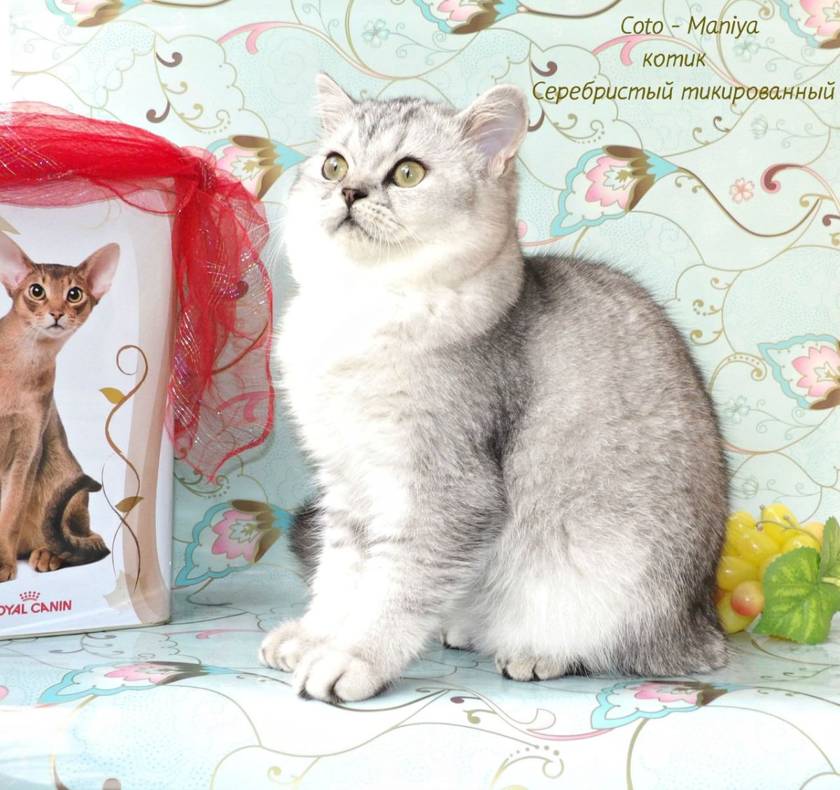 Британский кот Аристократ