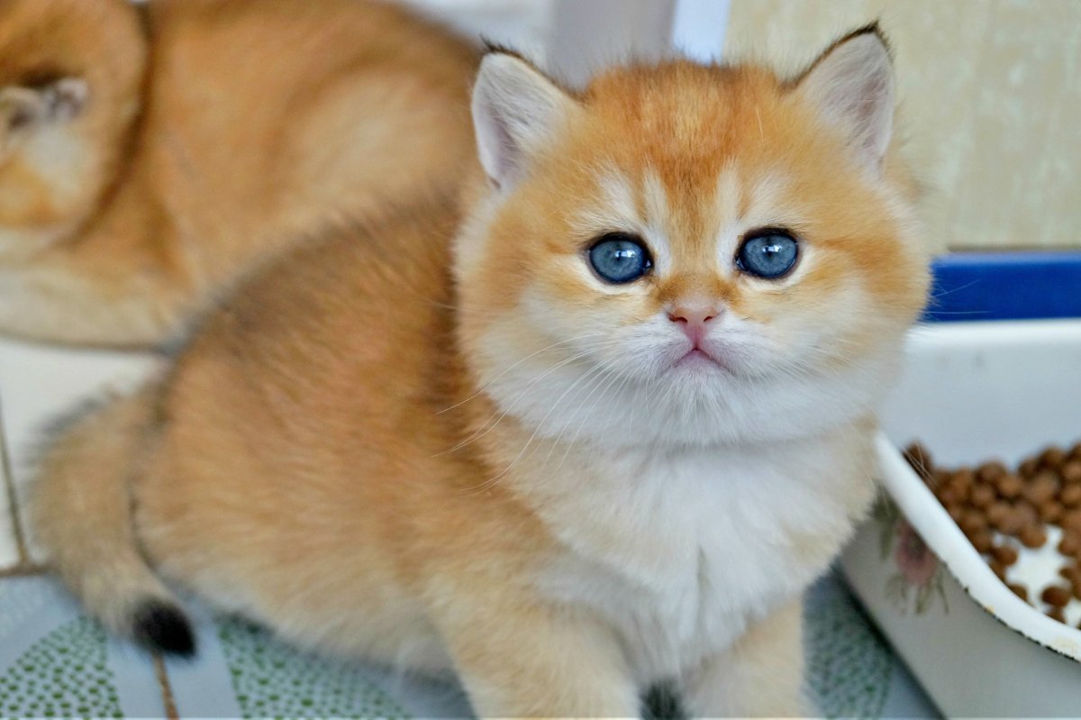 Персидская Золотая шиншилла