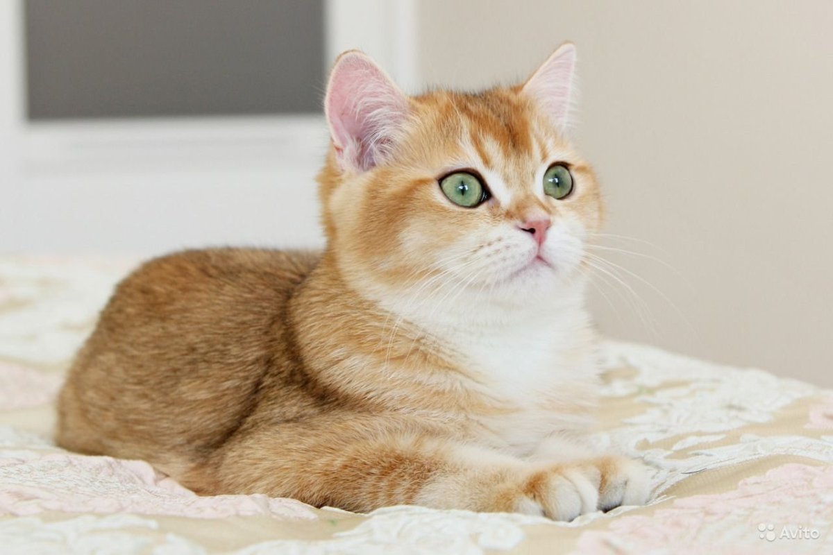 Шотландская короткошерстная Золотая шиншилла