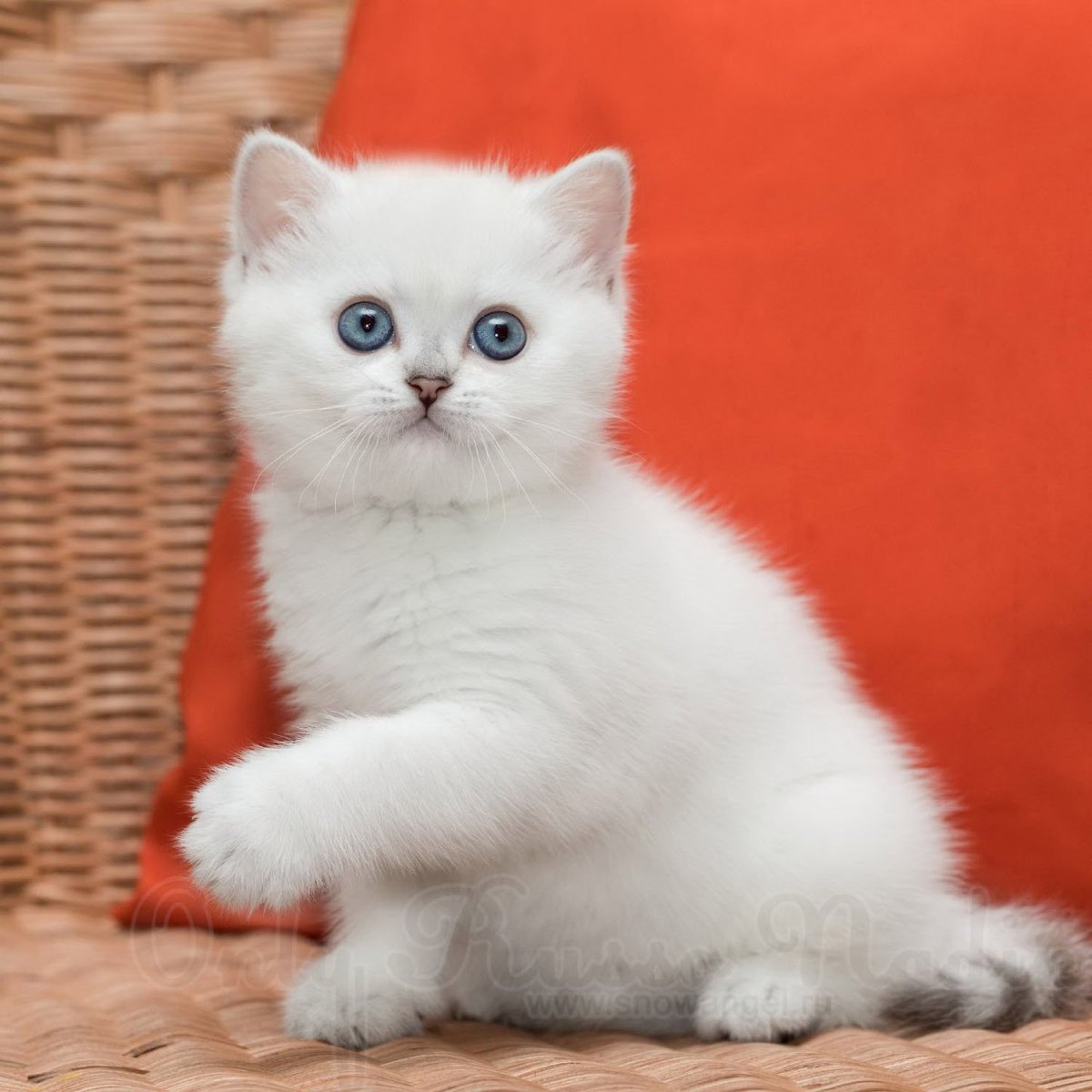 Британская шиншилла