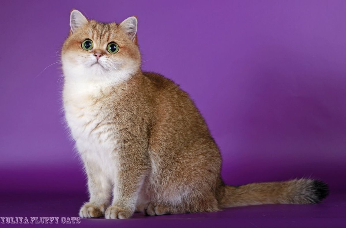 Кошка британец Золотая тикированная