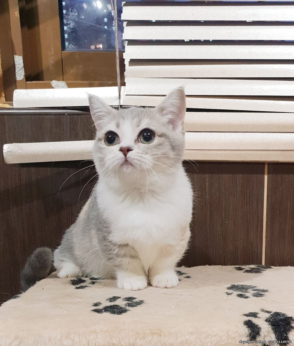 Купить кота Манчкин во Владивостоке