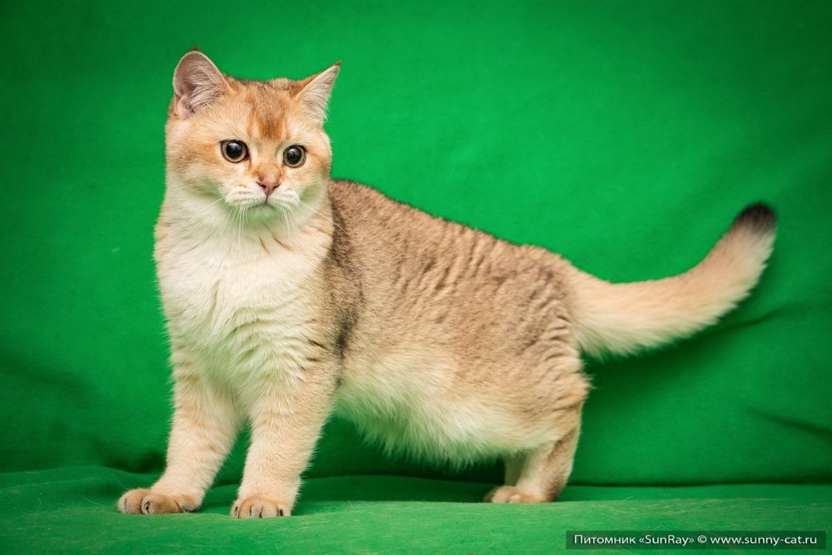 Кошка Бритиш Шортхэйр Голден
