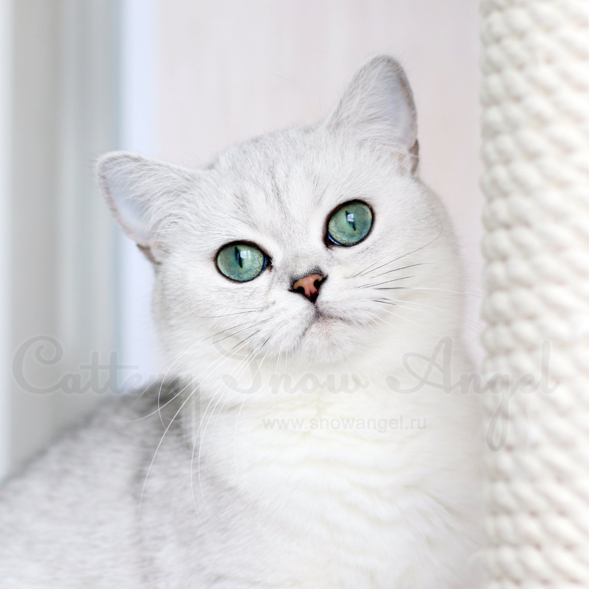 Британская шиншилла белая