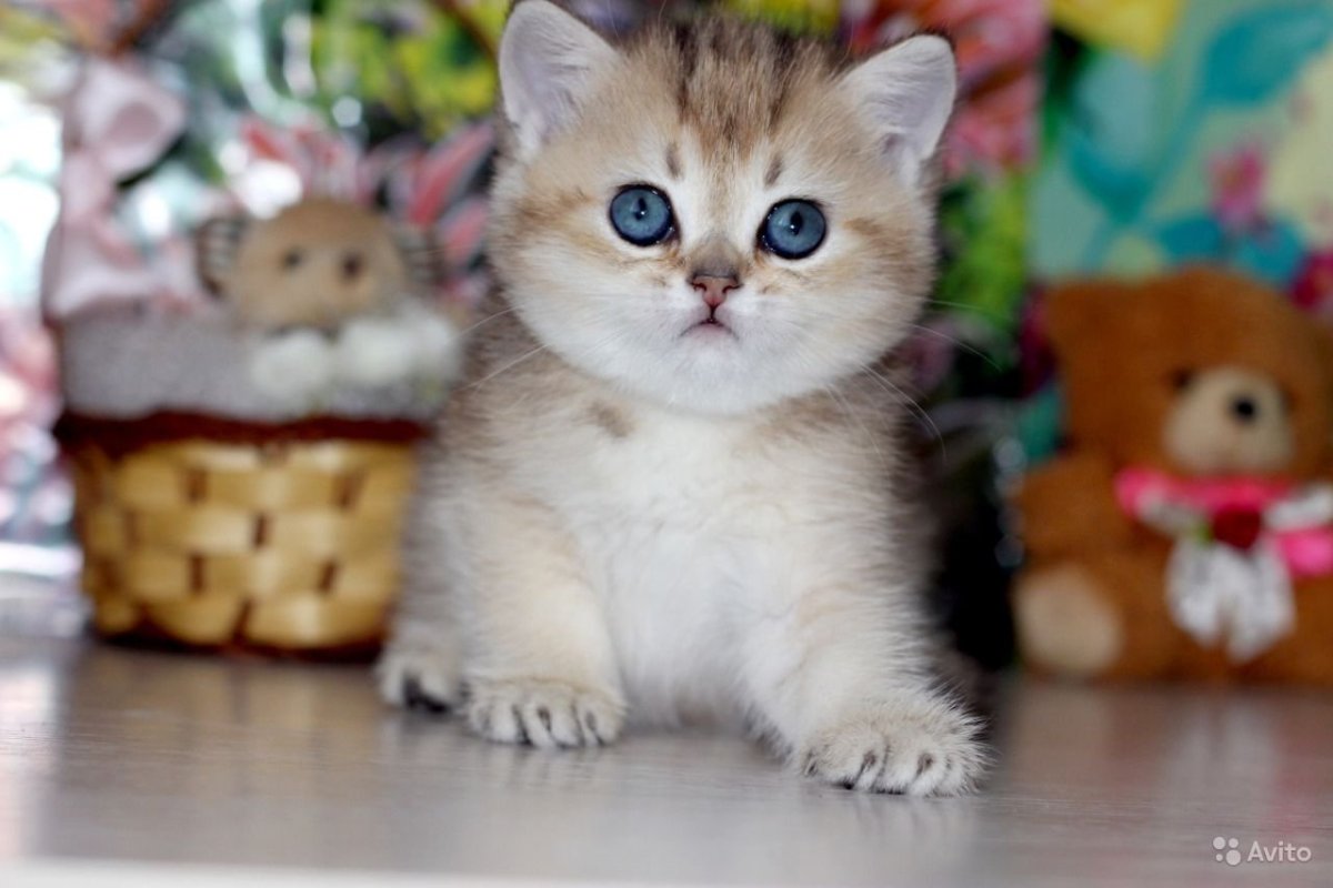 Манчкин Золотая шиншилла