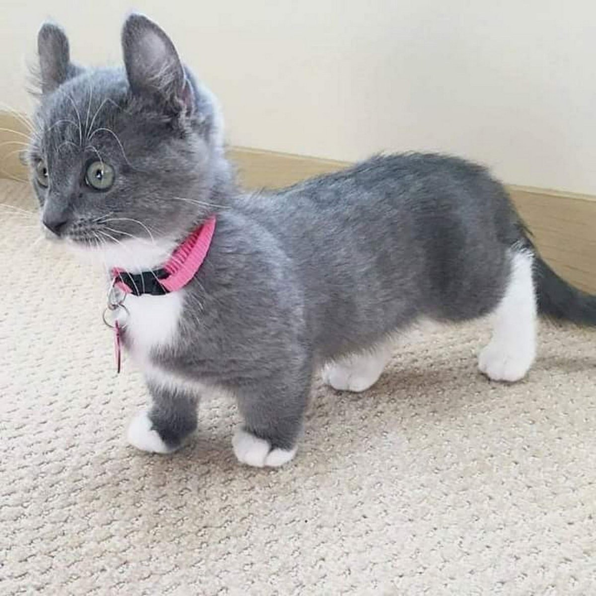 Манчкин порода