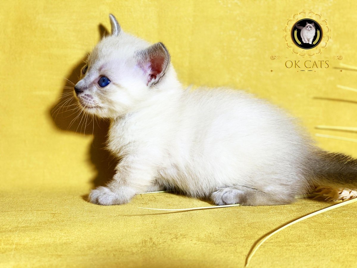 Шиншилла Пойнт Голд