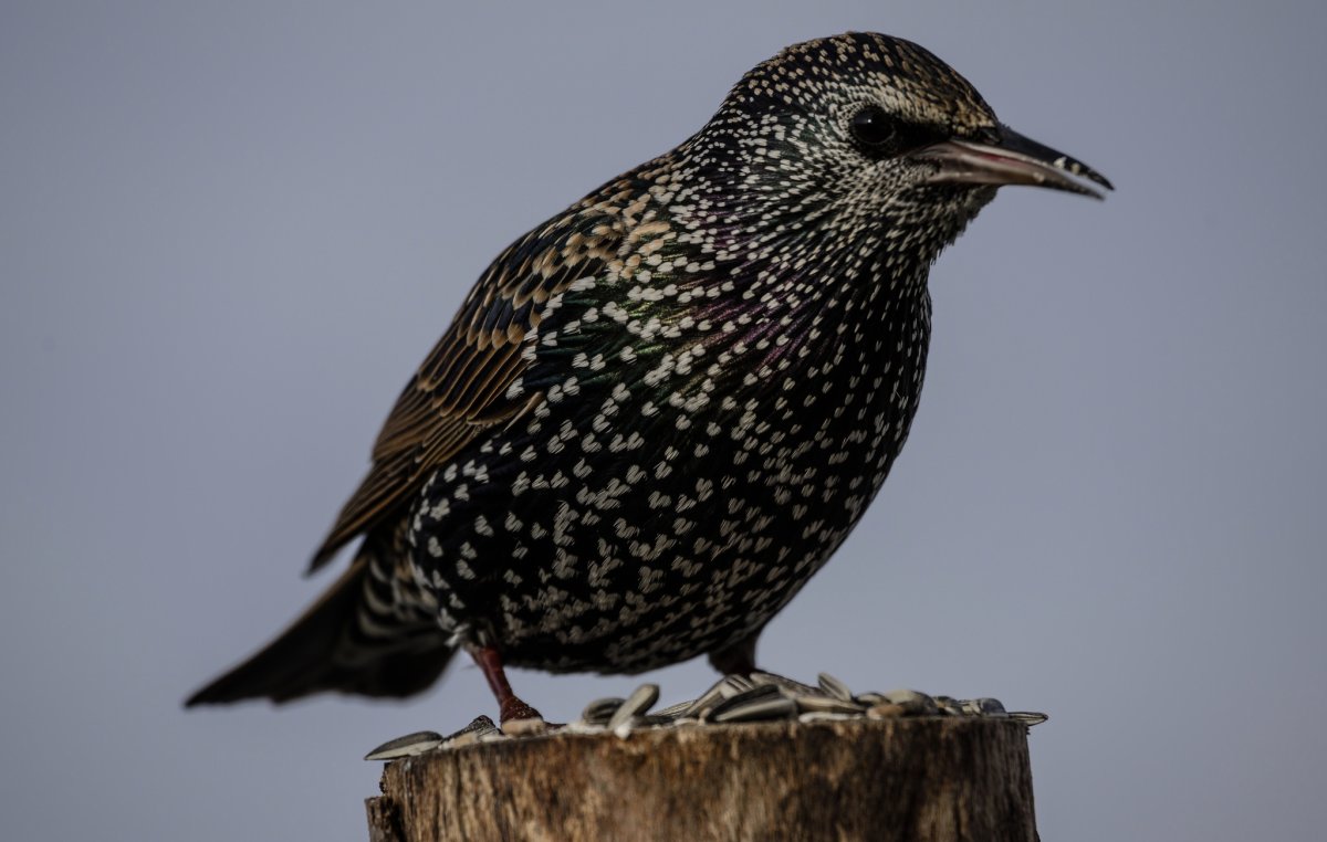 Скворец пятнистый обыкновенный