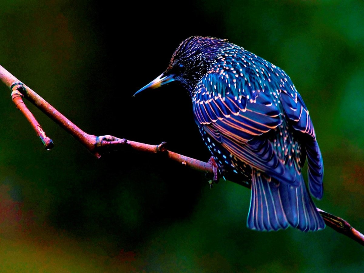 Скворец пятнистый