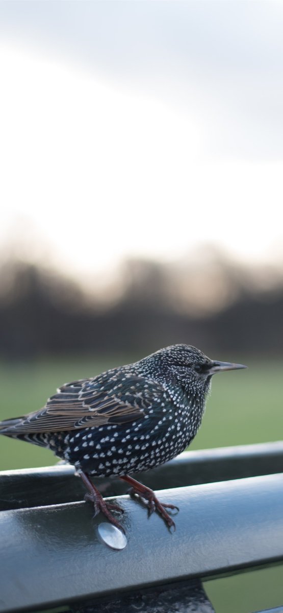 Черная птица в крапинку