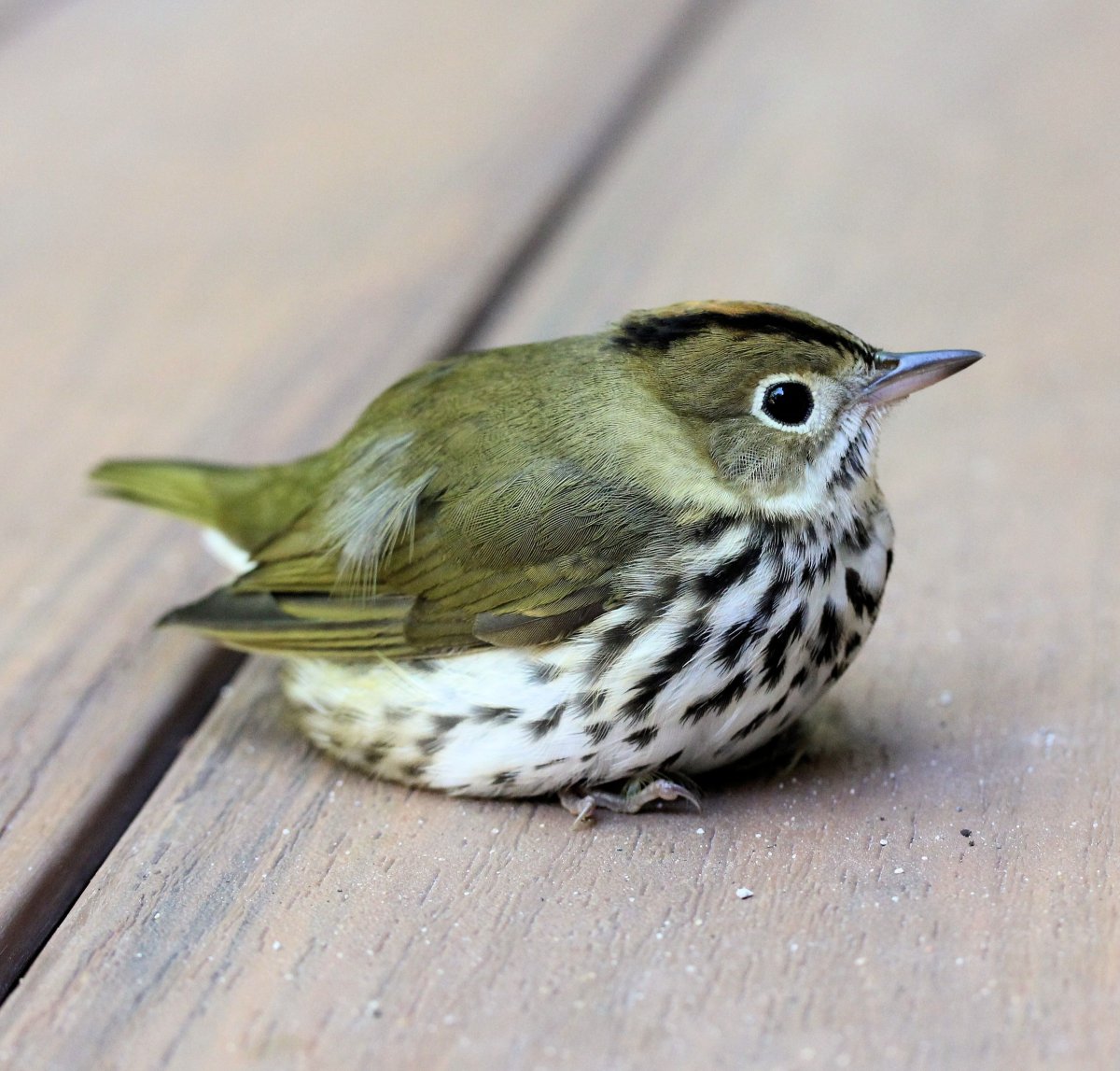 Золотоголовый Дроздовой певун