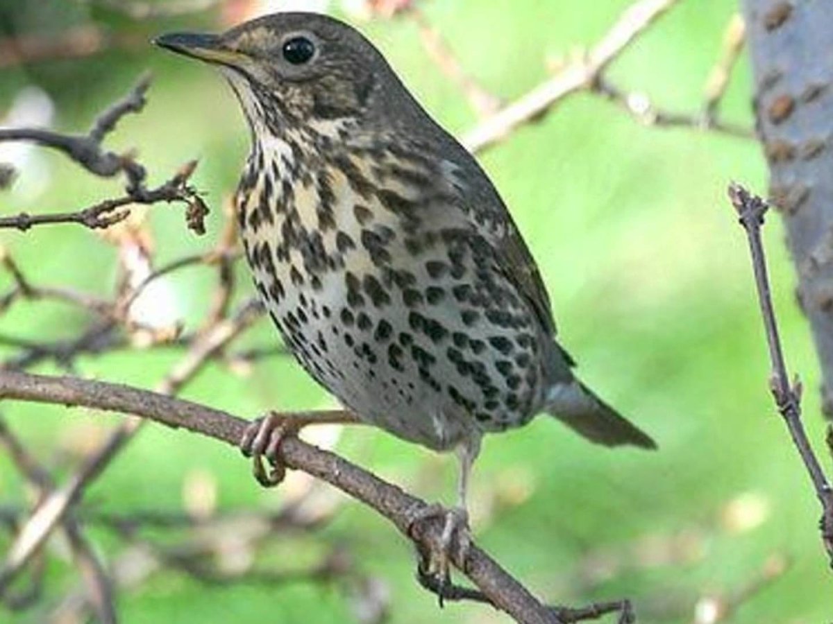 Голосистый, певчий Дрозд