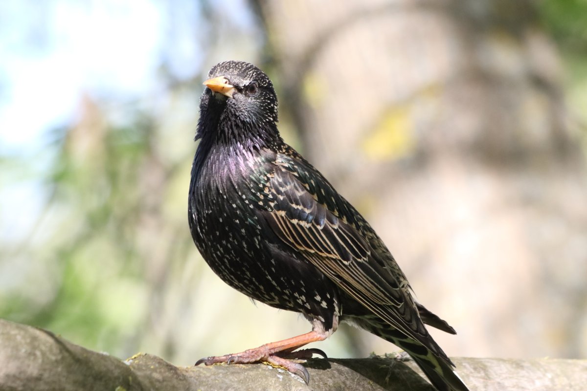 The Starling (скворец)