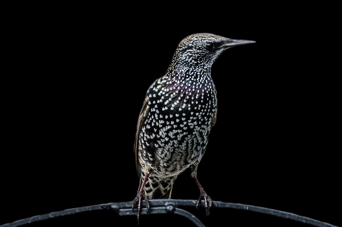 Чёрная птица в белую крапинку