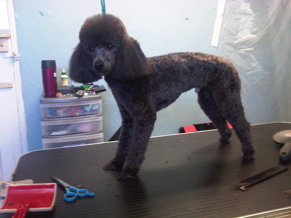 Карликовый пудель бритый