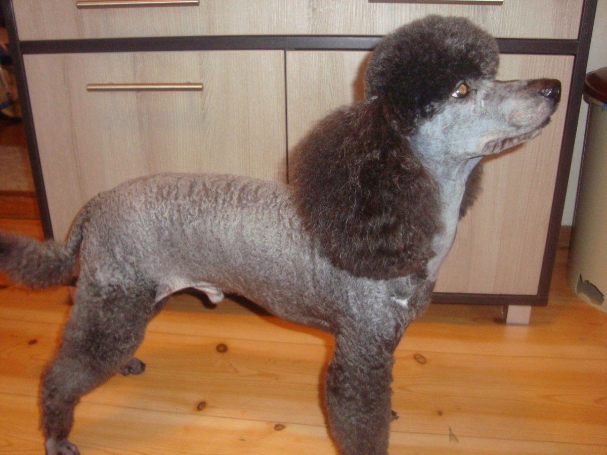 Пудель под машинку