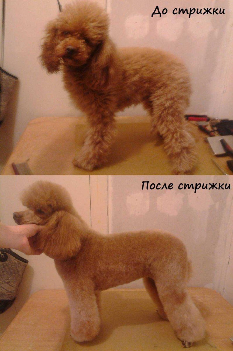 Карликовый пудель после стрижки