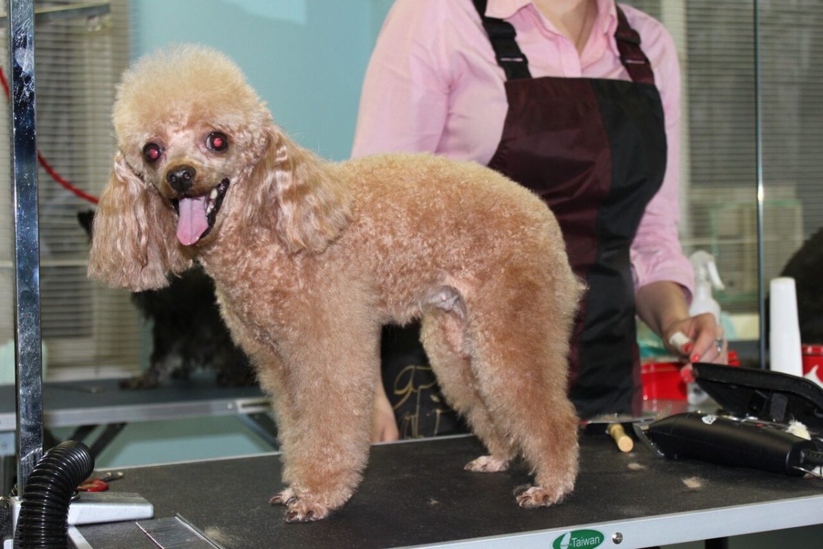 Стрижка пуделя в домашних