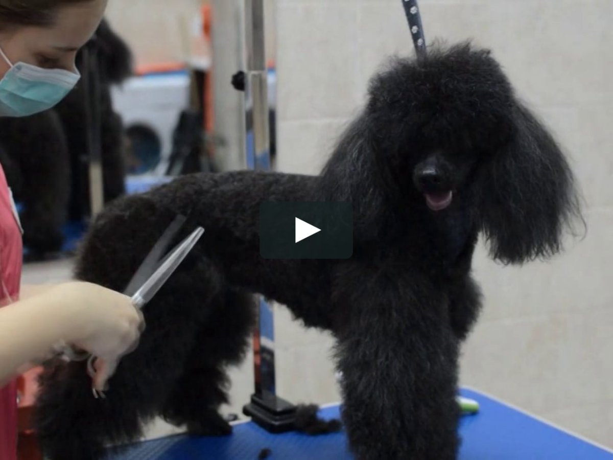 Машинка для стрижки пуделя профессиональная