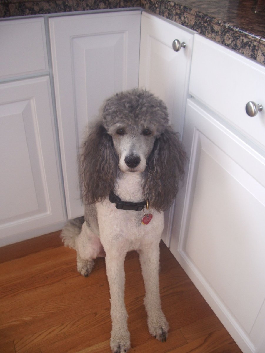 Карликовый пудель лысый