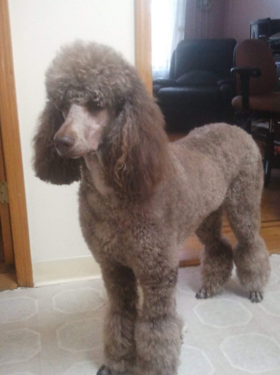 Щенячья стрижка пуделя