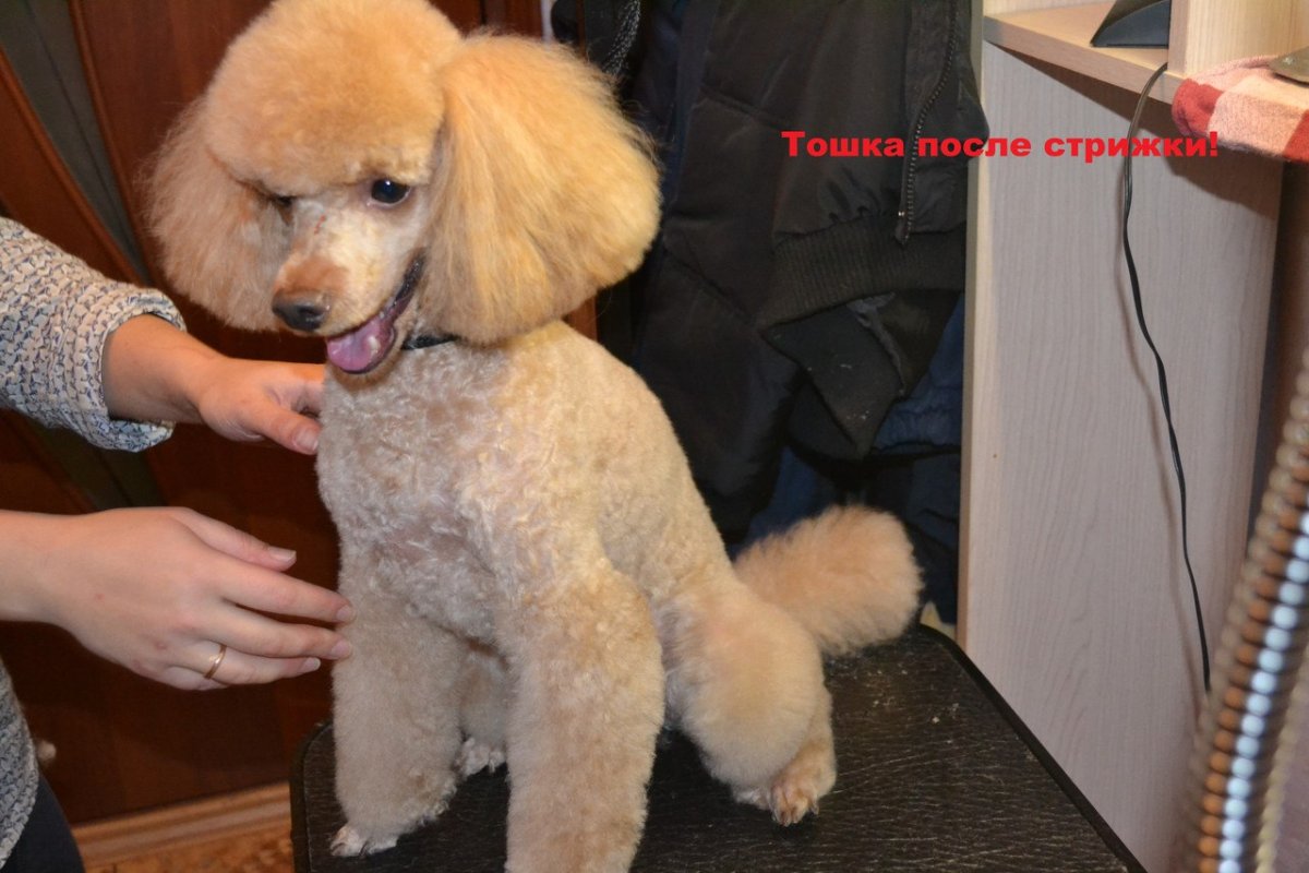 Стрижки для карликовых пуделей девочек